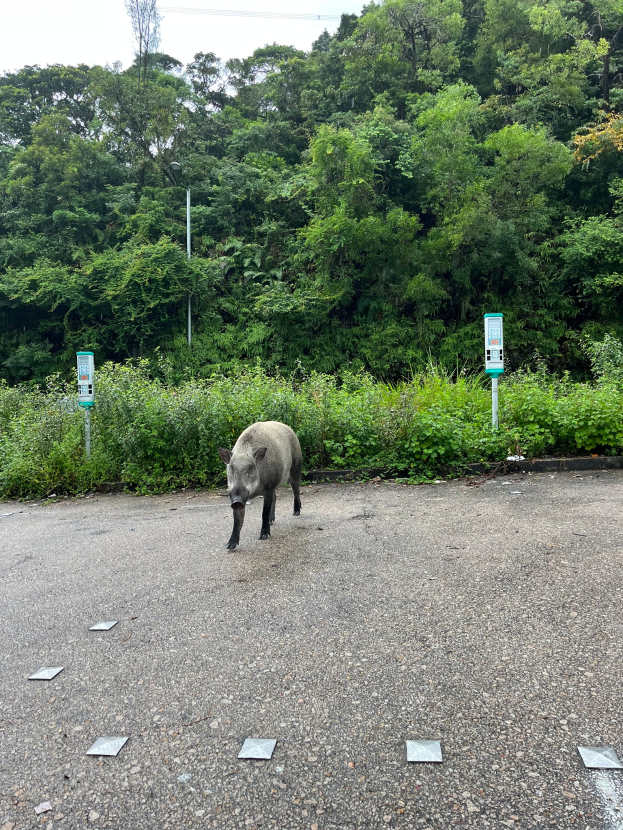 Ein Wildschwein, das über einen Parkplatz neben einem Wald geht, mit Bäumen und Pflanzen im Hintergrund.