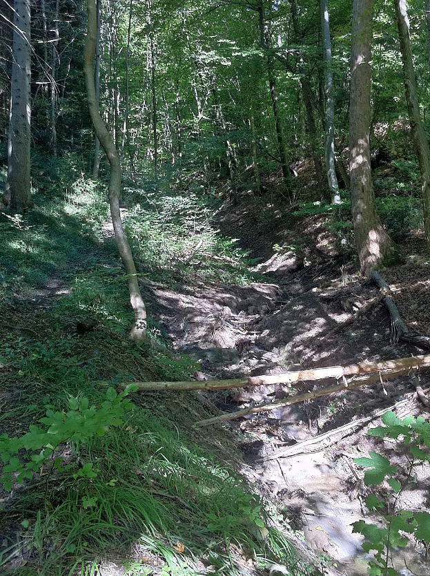 Ein schattiger Pfad, der sich durch hohe, grüne Bäume schlängelt, mit leuchtenden, farbenfrohen Pflanzen auf beiden Seiten und Text unten.