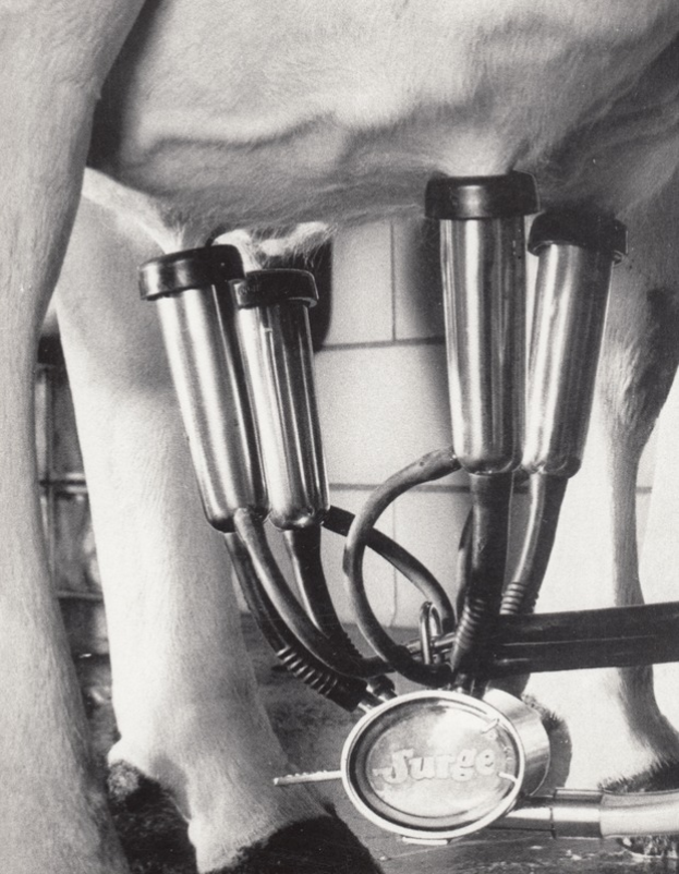 Ein Schwarz-Weiß-Foto einer Kuh mit einer Melkmaschine, die an ihre Euter angeschlossen ist und mit den Beinen der Kuh verbunden ist, mit einer Wand im Hintergrund.