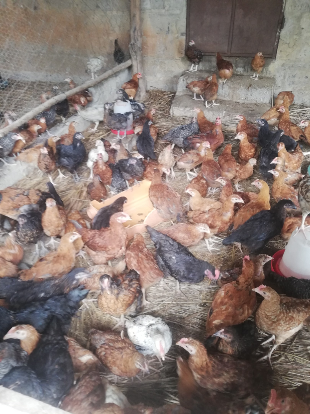 Große Gruppe von Hühnern in einem Maschendrahtzaun mit einer Wand und einer Tür im Hintergrund, einschließlich eines Eimers mit Hennen auf der rechten Seite.