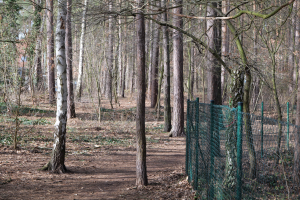 Ein gewundener Pfad durch einen dichten Wald hoher, grüner Bäume mit einem grünen Zaun auf der rechten Seite, beschattet von der Baumkrone.