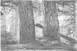 Schwarzes und weißes Foto eines Fahrrads, das auf dem Waldboden inmitten von hohen Rotbuchen geparkt ist, durch deren Äste Sonnenstrahlen scheinen.