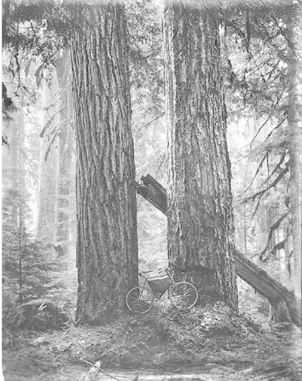 Schwarzes und weißes Foto eines Fahrrads, das auf dem Waldboden inmitten von hohen Rotbuchen geparkt ist, durch deren Äste Sonnenstrahlen scheinen.