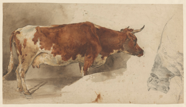 Eine braune und weiße Kuh steht aufrecht mit erhobenem Kopf und aufgestellten Ohren neben einer anderen Kuh auf einem Blatt Papier mit Text, beide wirken zufrieden.