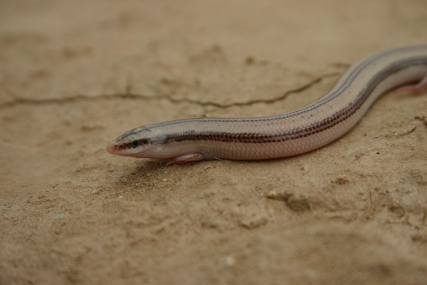 Kleiner blinder Wurm mit hellbraunem Körper, dunkleren braunen Streifen, schwarzen Augen und züngelnder Zunge auf staubigem Boden.