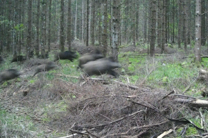 Eine Gruppe von Wildschweinen rennt durch einen Wald mit Gras, Pflanzen und Bäumen im Hintergrund.