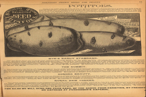 Eine alte Werbung mit einem Kartoffelbild und Text, der eine Kartoffelpflanze und ihre Zutaten beschreibt.